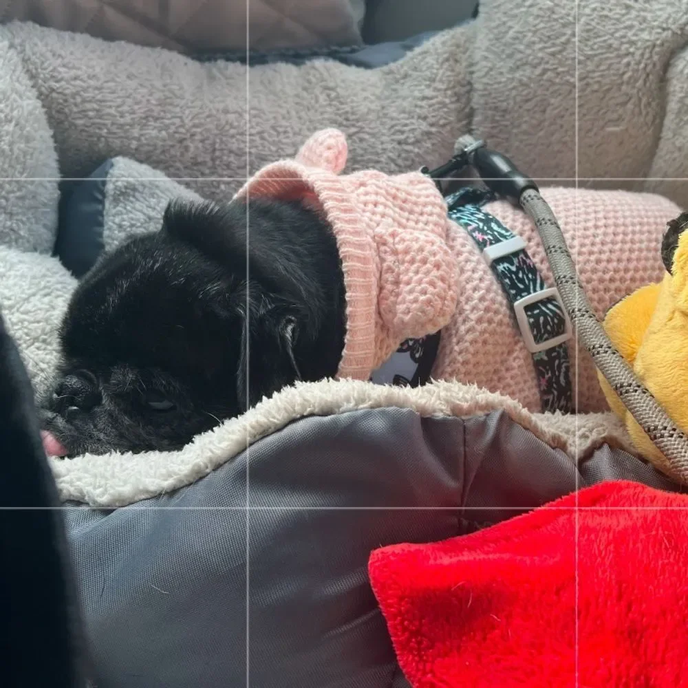 Dog sweater